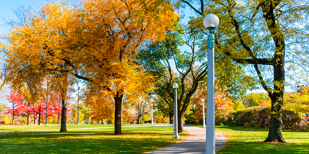 Walking path in a park during the day